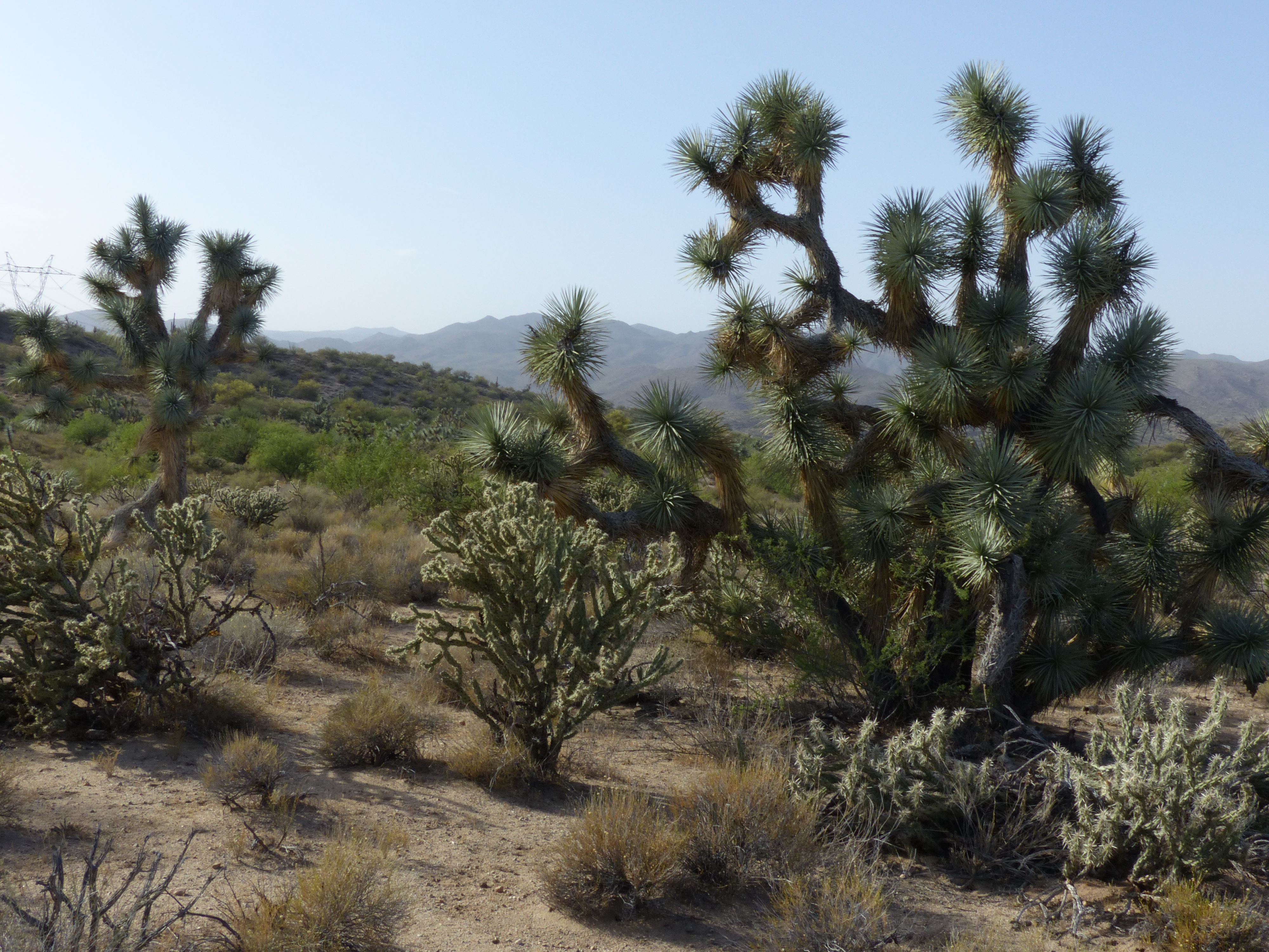 “Sonoran Blue” Joshua Trees Of The Joshua Forest Parkway, Arizona – Jan ...